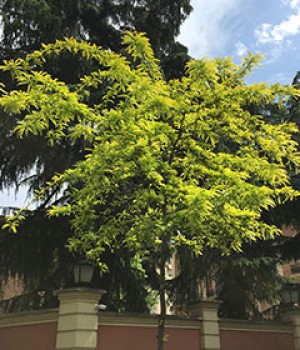 verdeesvida :: Ave del paraíso gigante