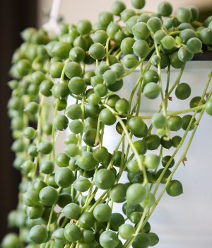 verdeesvida :: En marzo, cerezos en flor