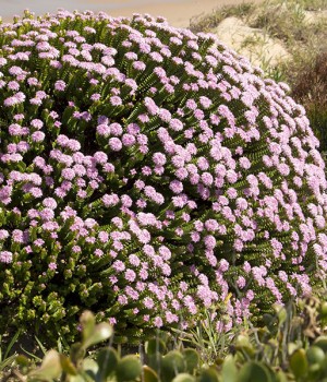 verdeesvida :: Ciclamen, Violeta de los Alpes, Violeta persa