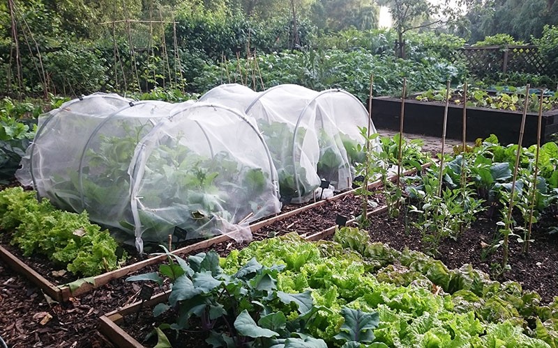 En otoño e invierno el huerto suma y sigue