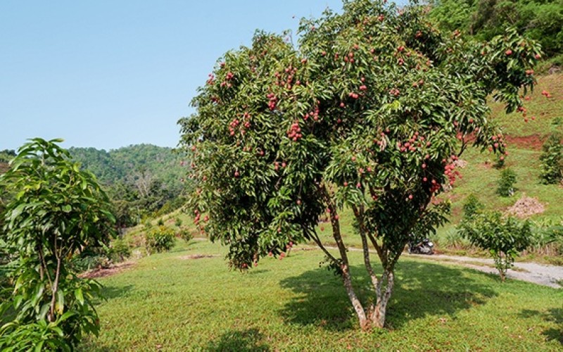 Cultiva frutales tropicales en tu huerto