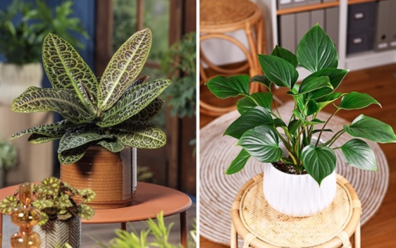 Plantas verdes de colección