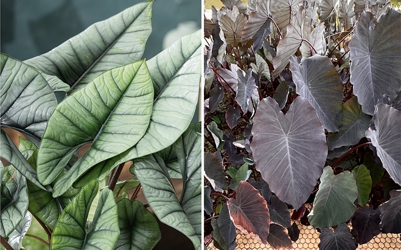 Alocasias y colocasias:  espectaculares ‘orejas de elefante’