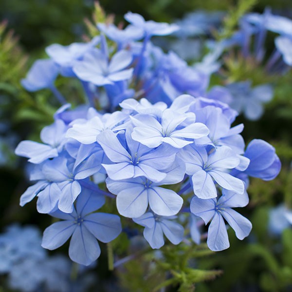 verdeesvida :: Plumbago, Jazmín del cielo, Celestina