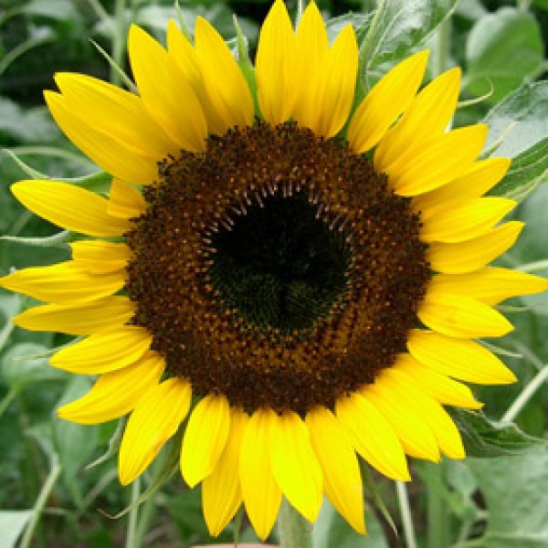 verdeesvida :: Girasol ornamental