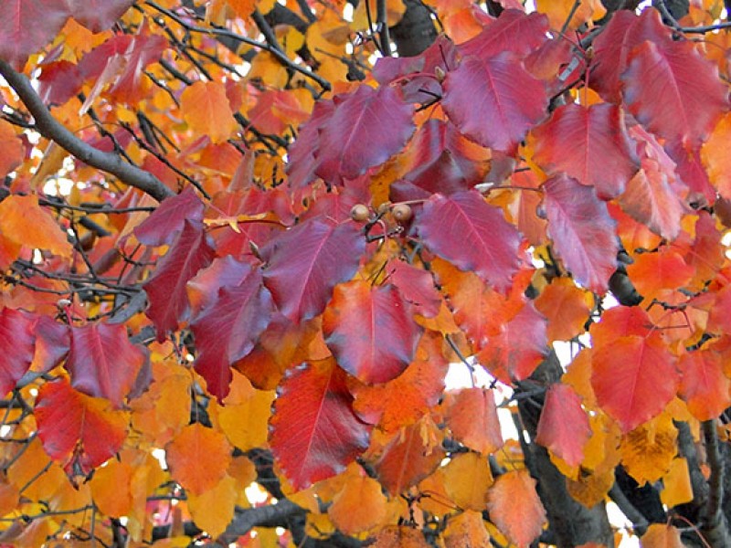 verdeesvida :: Colores de otoño para tu jardín (2ª parte): con flores y  frutos