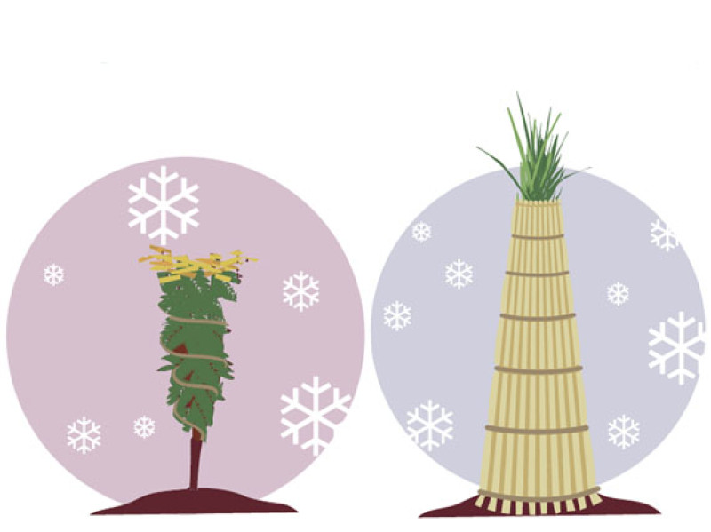 verdeesvida :: Plantas a salvo del viento, el frío y la nieve