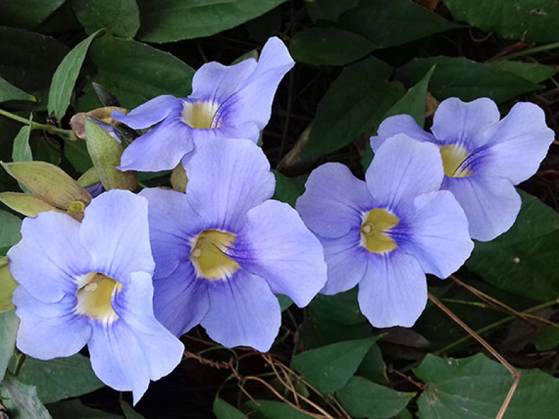 verdeesvida :: Thunbergia grandiflora: flores del color del cielo