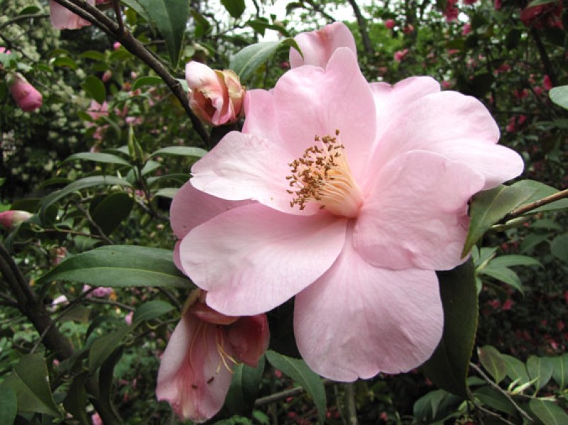 verdeesvida :: Camelias de primavera: conocerlas es amarlas