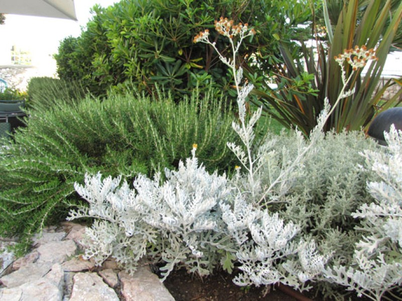 salvia blanca  Plantas, Flores, Especies