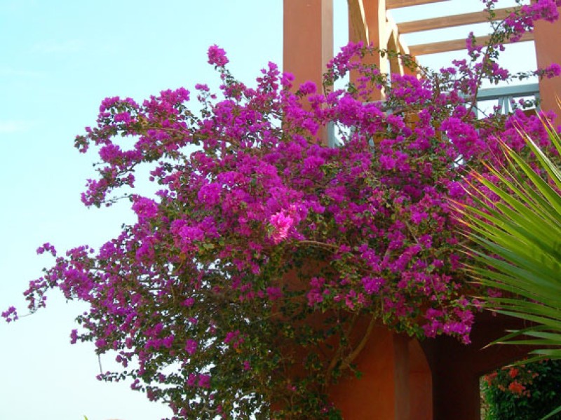 verdeesvida :: Buganvillas: fuego magenta